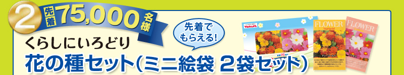 本社花